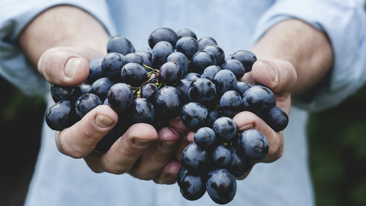 Racimo de uvas: un alimento que debe mantenerse fuera del alcance de los perros