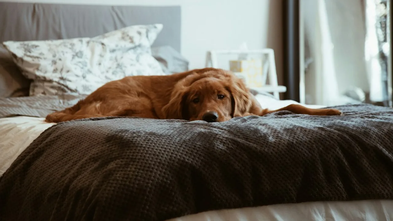 Fotografía ilustrativa de un perro