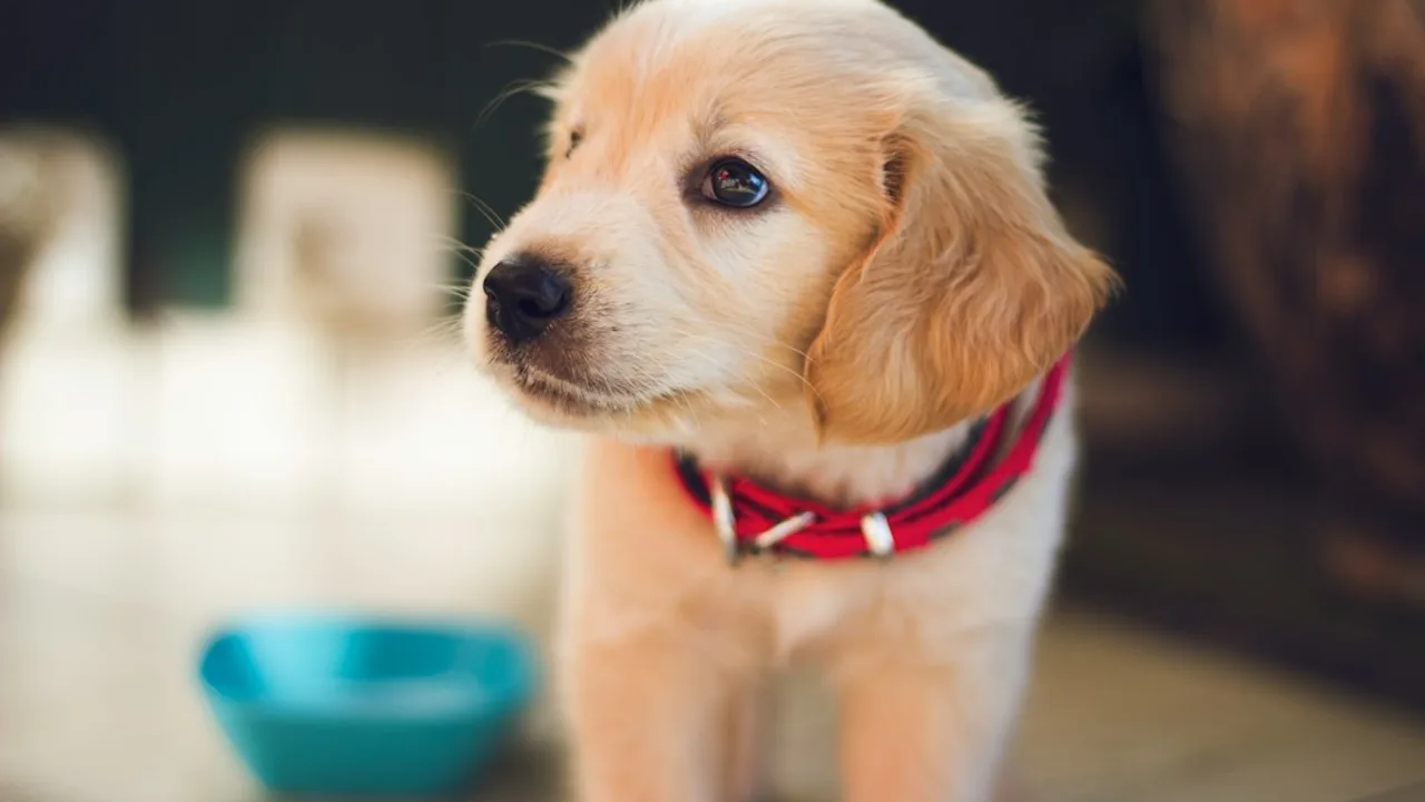 Fotografía ilustrativa de un perro