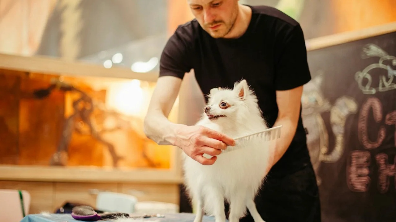 Fotografía ilustrativa de un perro