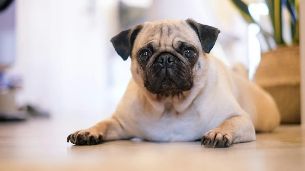 Fotografía ilustrativa de un perro
