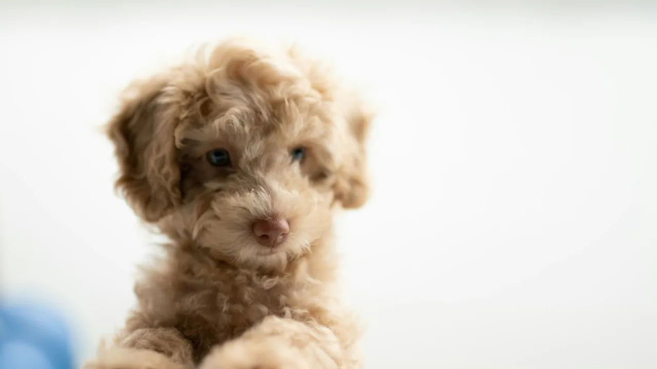 Fotografía ilustrativa de un perro