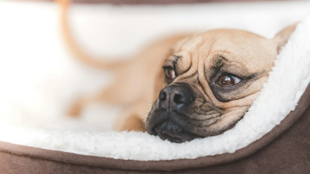 Fotografía ilustrativa de un perro