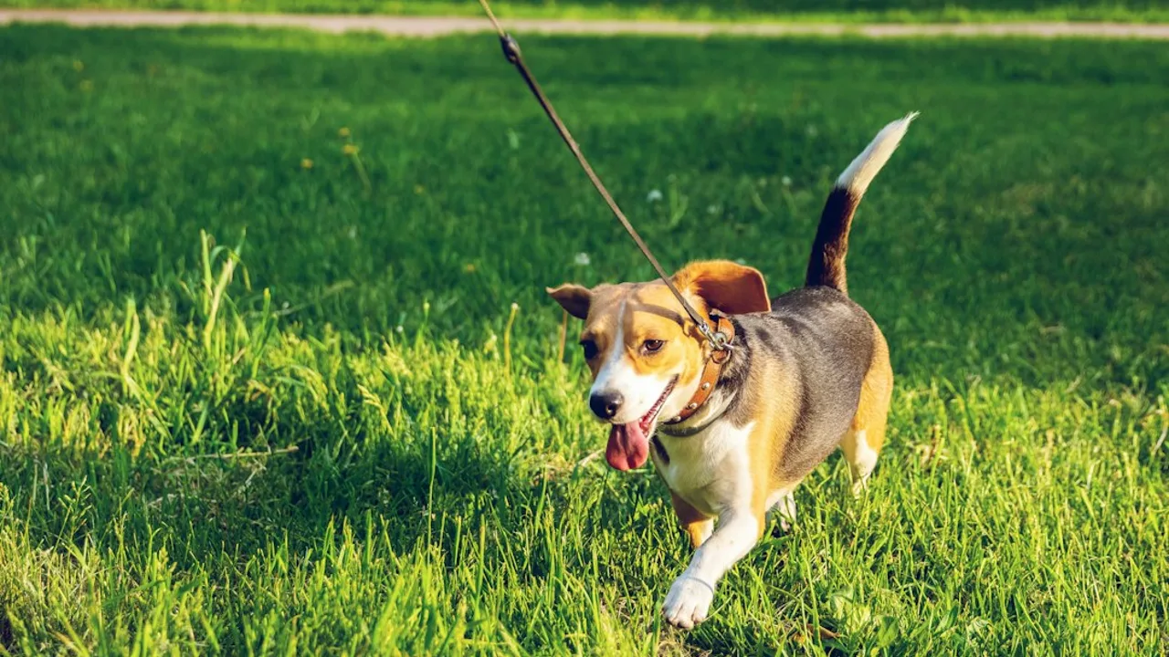 Fotografía ilustrativa de un perro