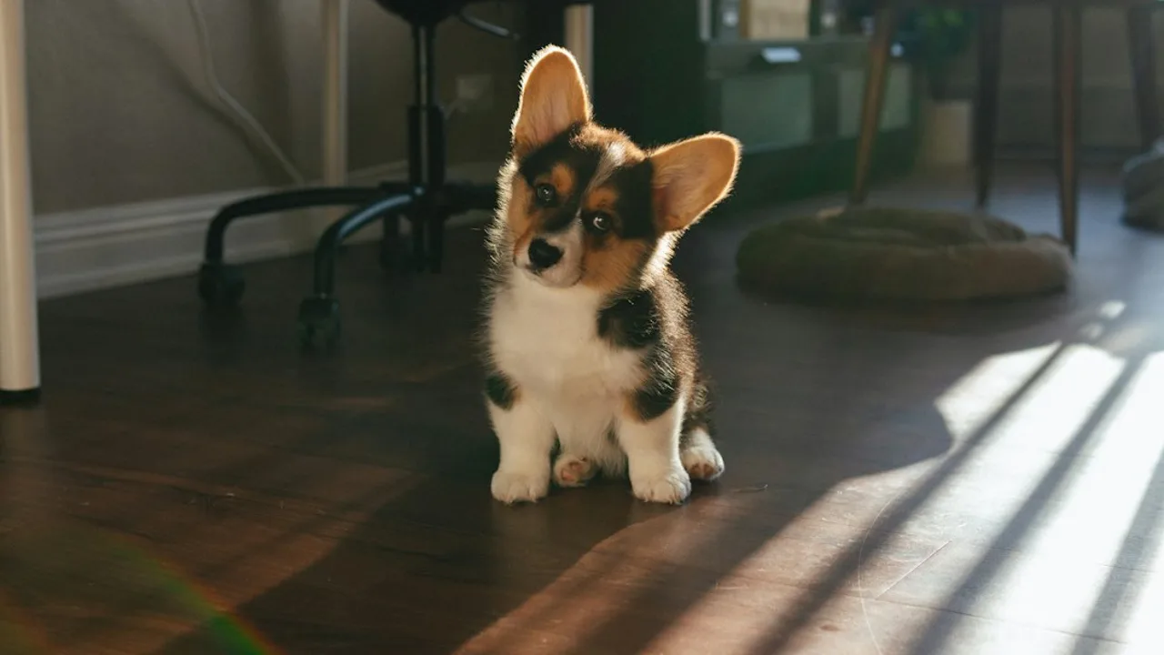 Fotografía ilustrativa de un perro