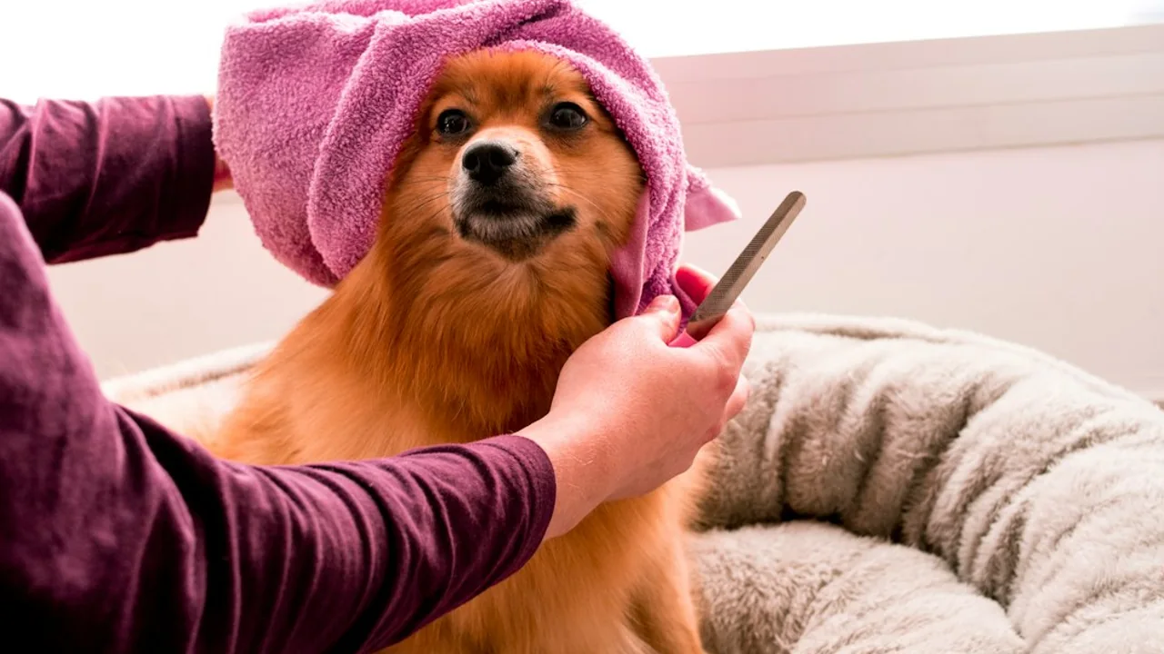 Fotografía ilustrativa de un perro