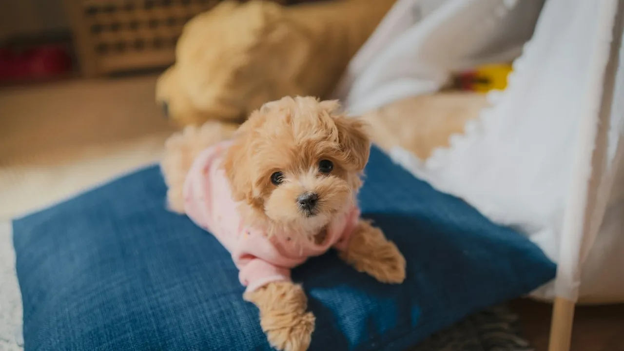 Fotografía ilustrativa de un perro