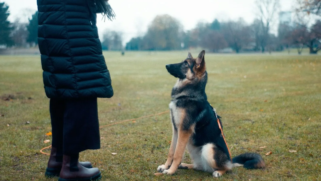 Fotografía ilustrativa de un perro