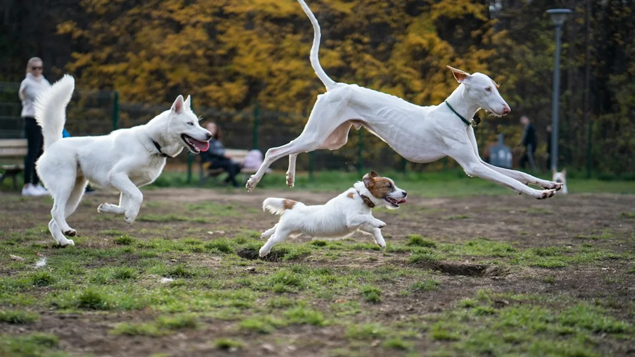 Fotografía ilustrativa de un perro