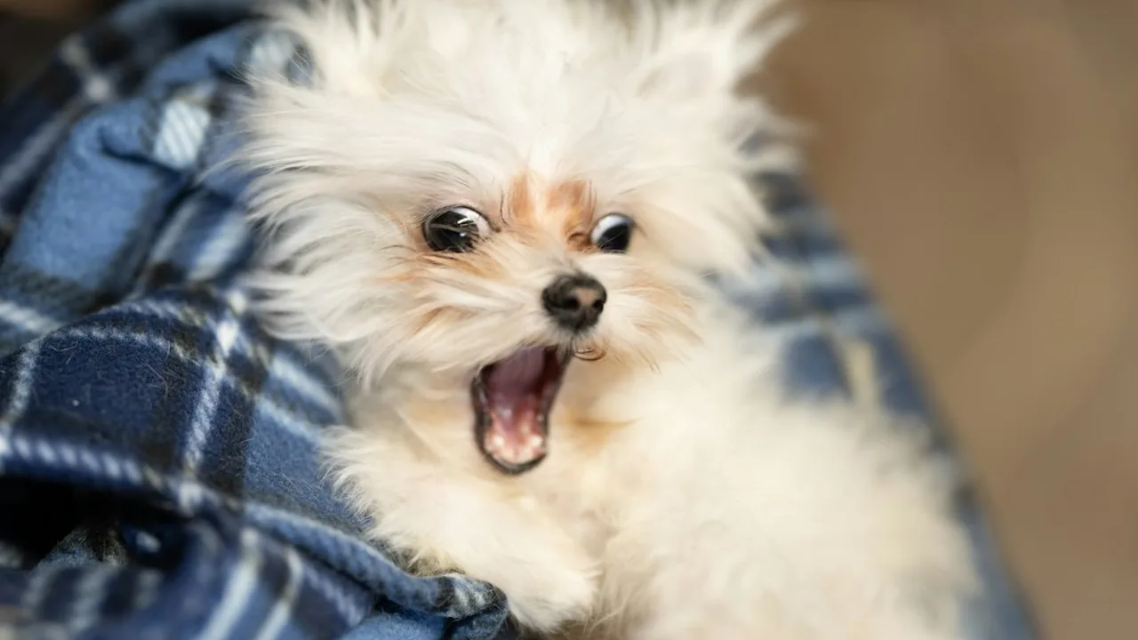 Fotografía ilustrativa de un perro