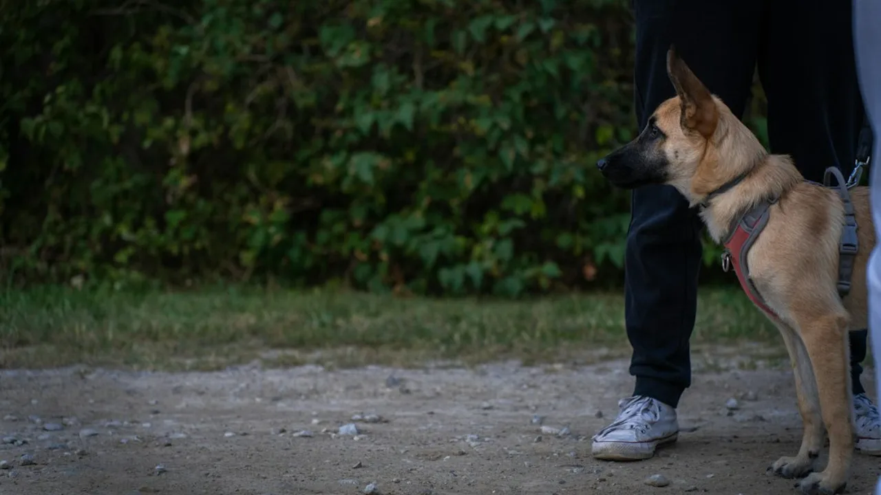 Fotografía ilustrativa de un perro
