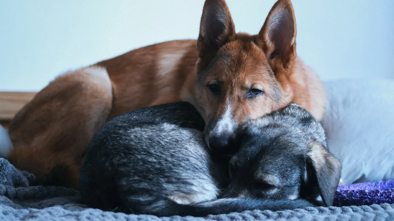 Fotografía ilustrativa de un perro