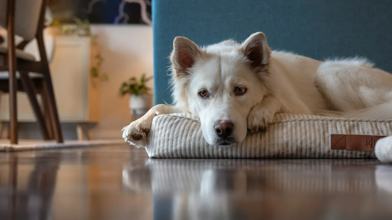 Fotografía ilustrativa de un perro
