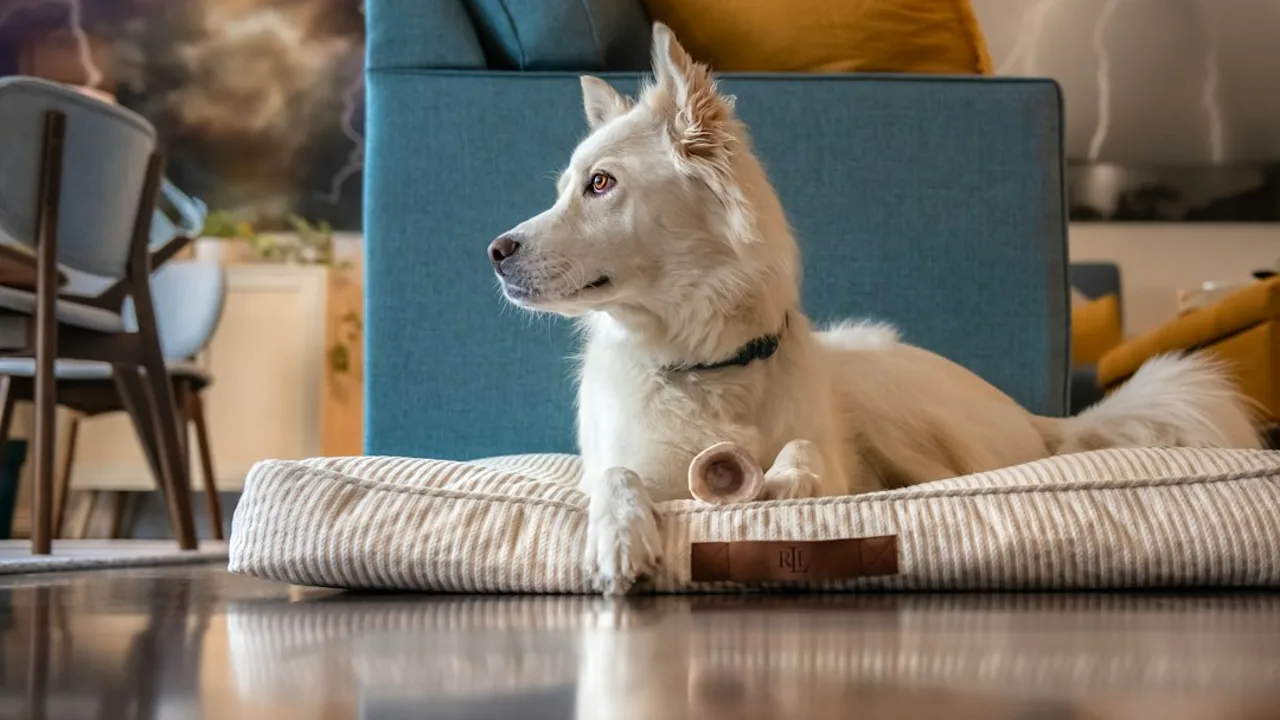 Fotografía ilustrativa de un perro