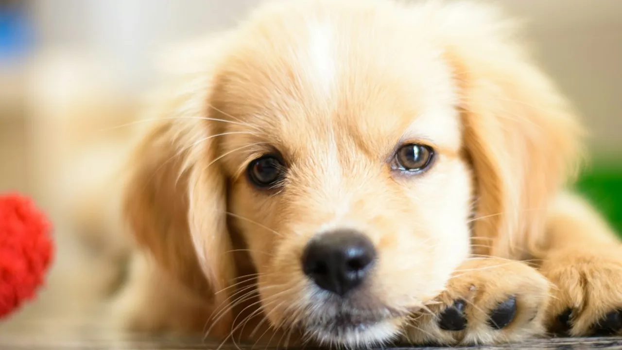 Fotografía ilustrativa de un perro