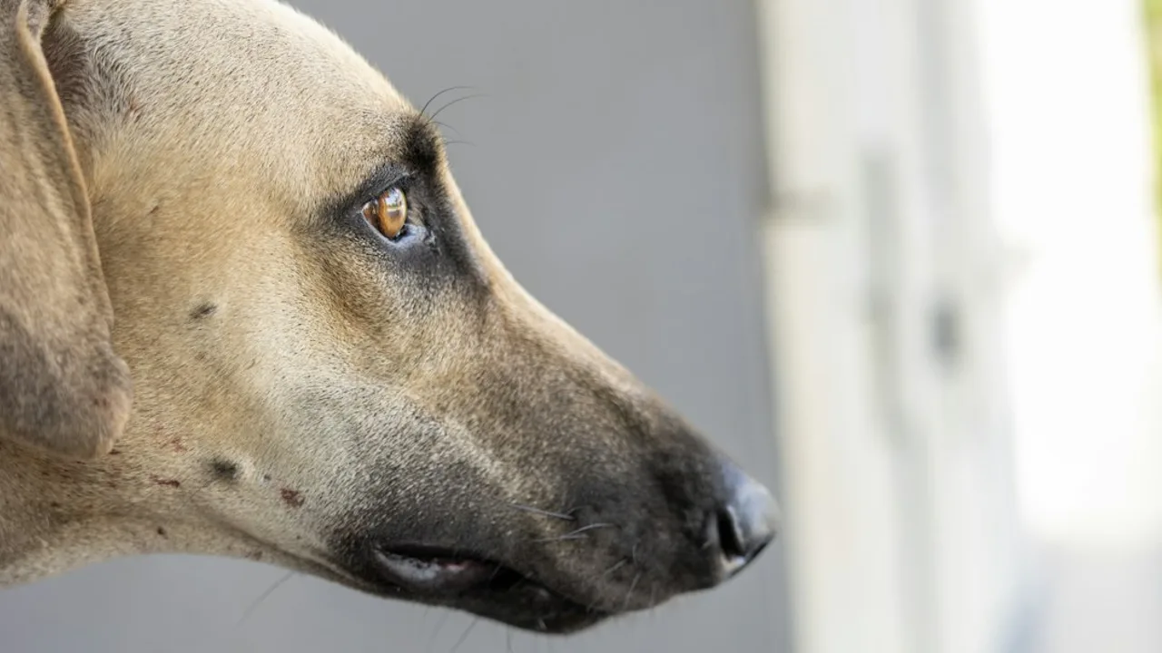 Fotografía ilustrativa de un perro