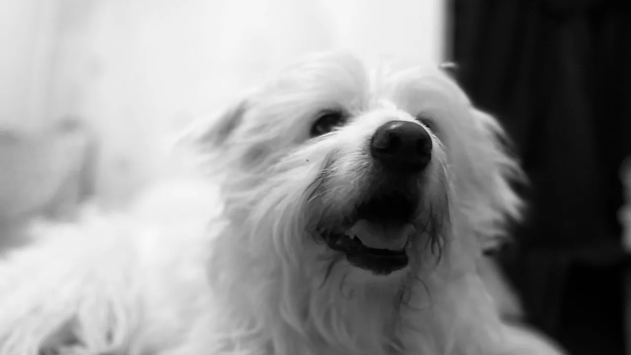 Fotografía ilustrativa de un perro