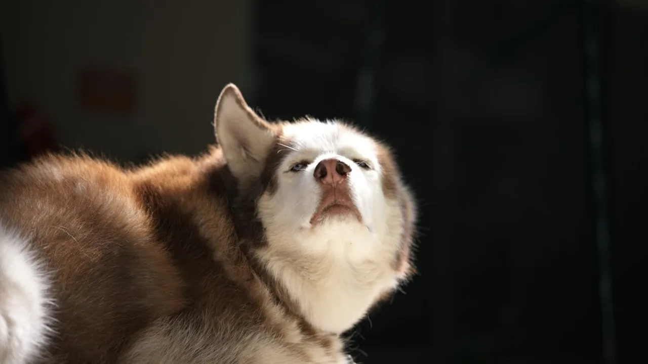 Fotografía ilustrativa de un perro