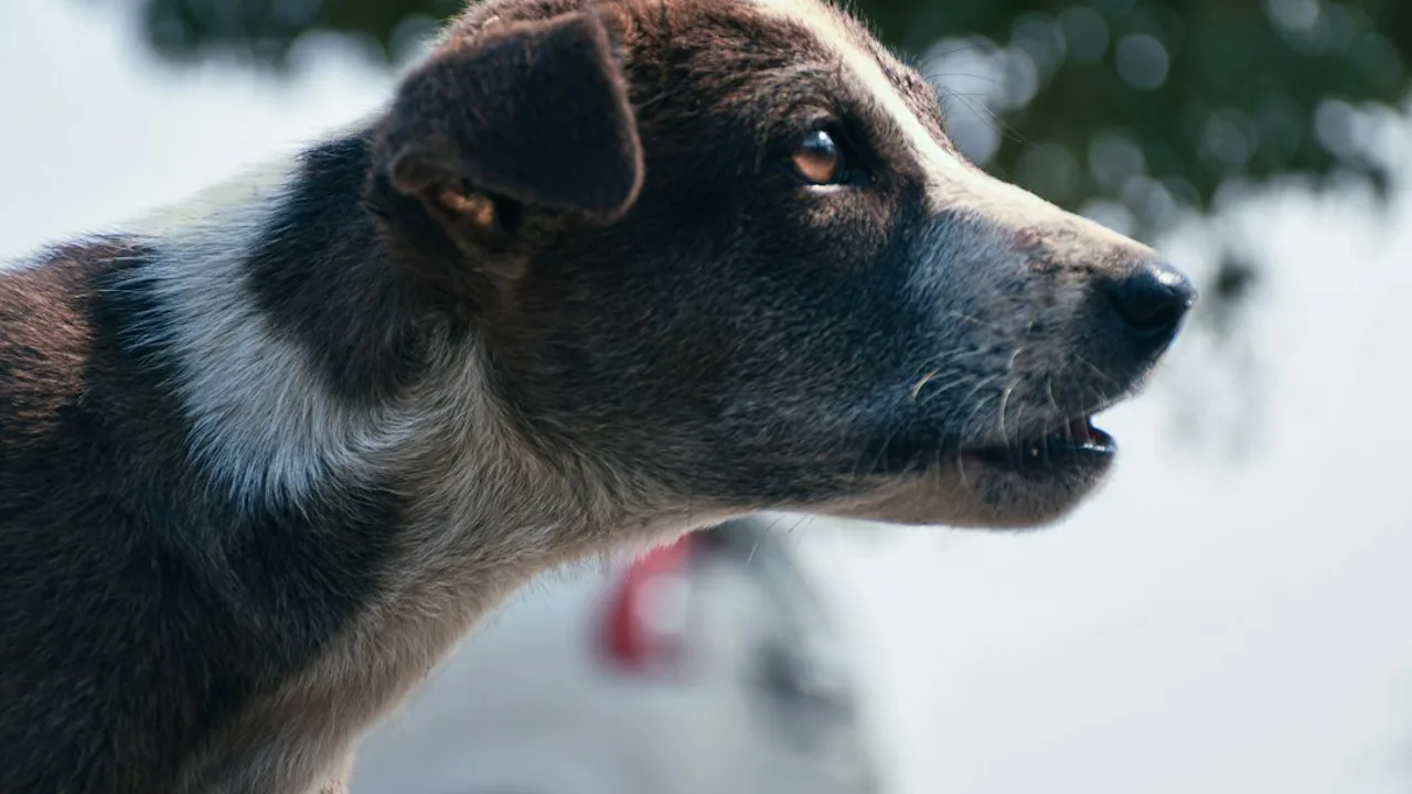 Fotografía ilustrativa de un perro