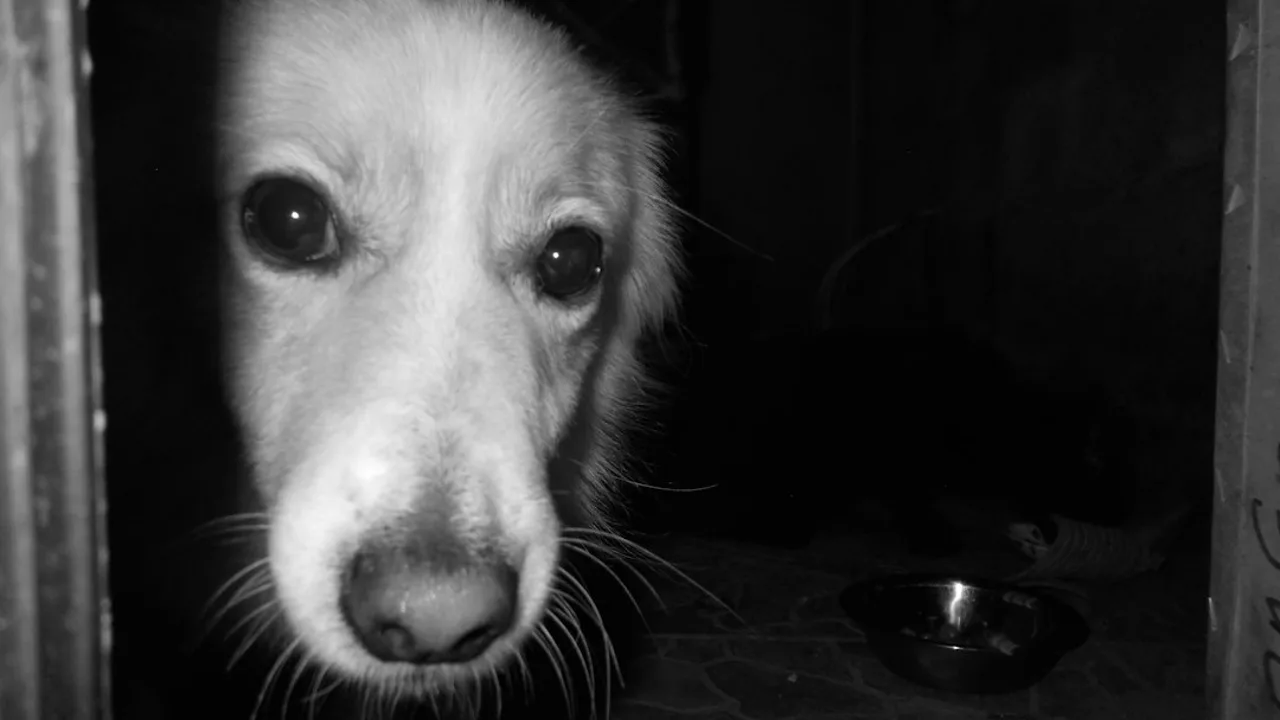 Fotografía ilustrativa de un perro