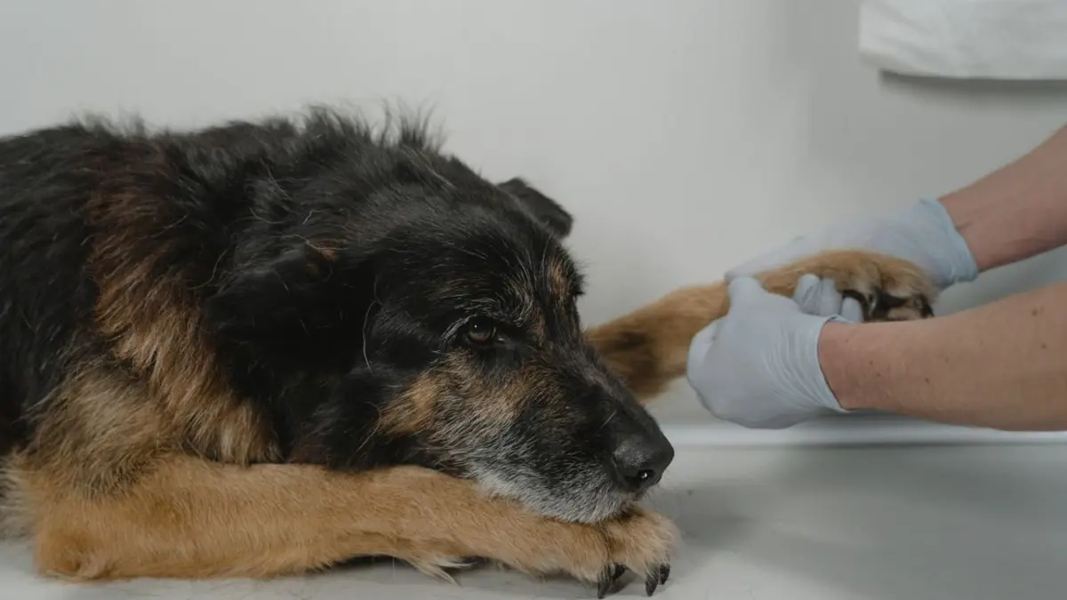 Cómo quitar una garrapata a un perro paso a paso