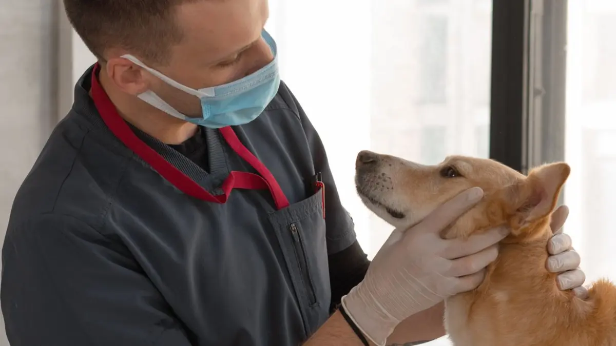 Desparasitación en perros: guía por edad y estilo de vida