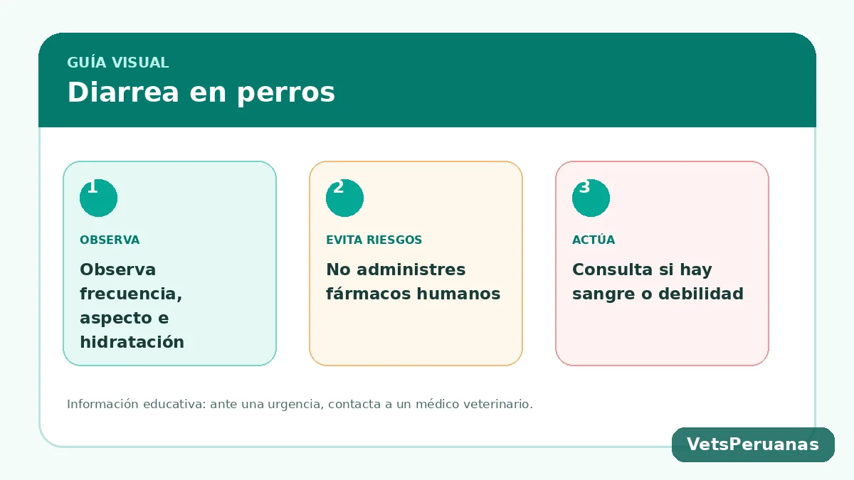 Resumen visual: Diarrea en perros: causas y cuándo ir al veterinario