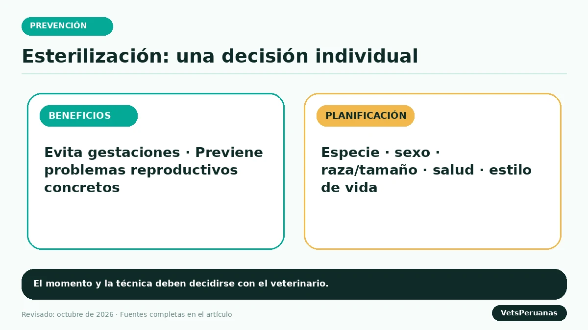 Gráfico editorial sobre Esterilización de perros y gatos: beneficios, momento y cuidados