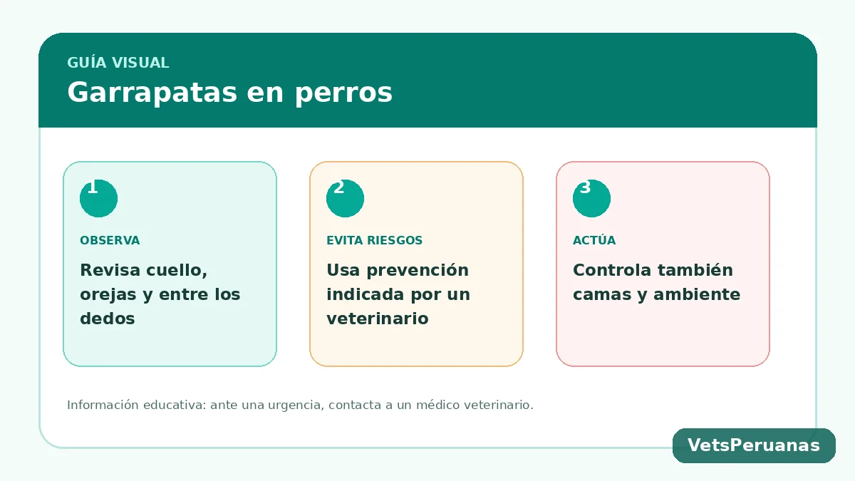 Resumen visual: Garrapatas en perros: cómo eliminarlas y prevenirlas