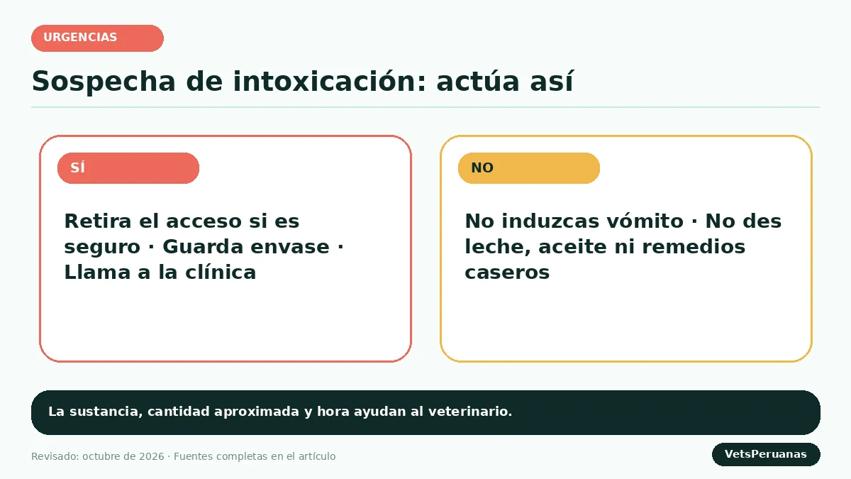 Gráfico editorial sobre Intoxicación en perros: síntomas y qué hacer de inmediato