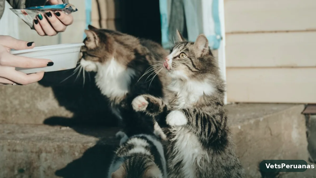 Mi gato no quiere comer: causas y cuándo es urgente