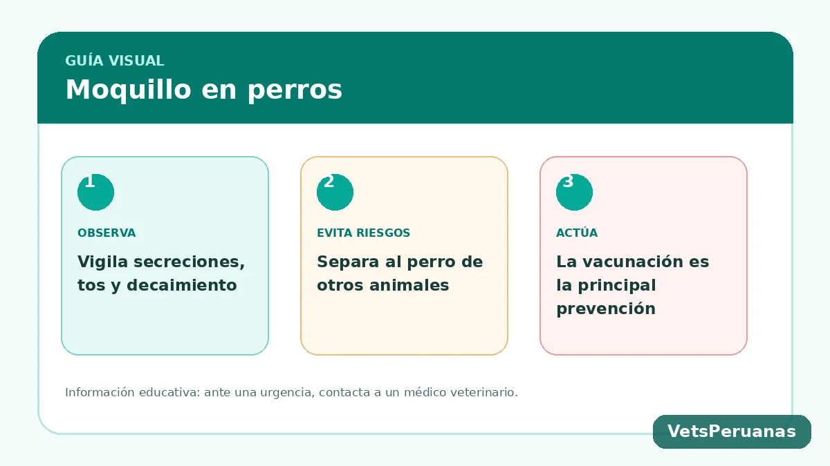 Resumen visual: Moquillo en perros: síntomas, contagio y prevención