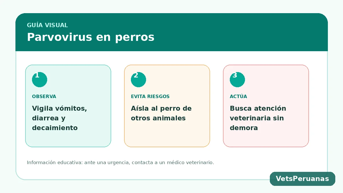 Resumen visual: Parvovirus en perros: síntomas, contagio y qué hacer