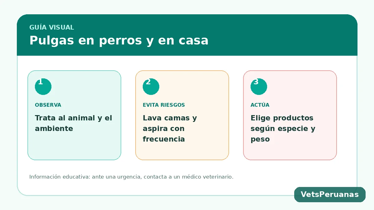 Resumen visual: Pulgas en perros: cómo eliminarlas del animal y de casa