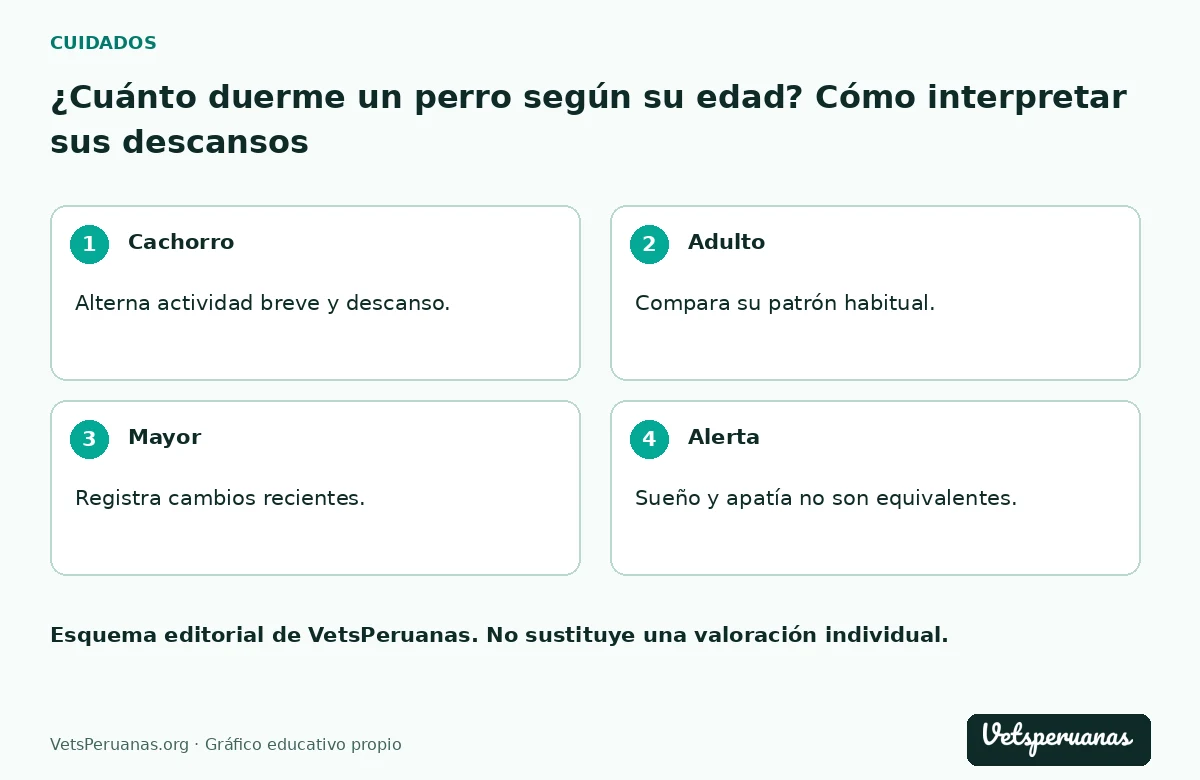 ¿Cuánto duerme un perro según su edad? Cómo interpretar sus descansos: Cachorro — Alterna actividad breve y descanso.. Adulto — Compara su patrón habitual.. Mayor — Registra cambios recientes.. Alerta — Sueño y apatía no son equivalentes.