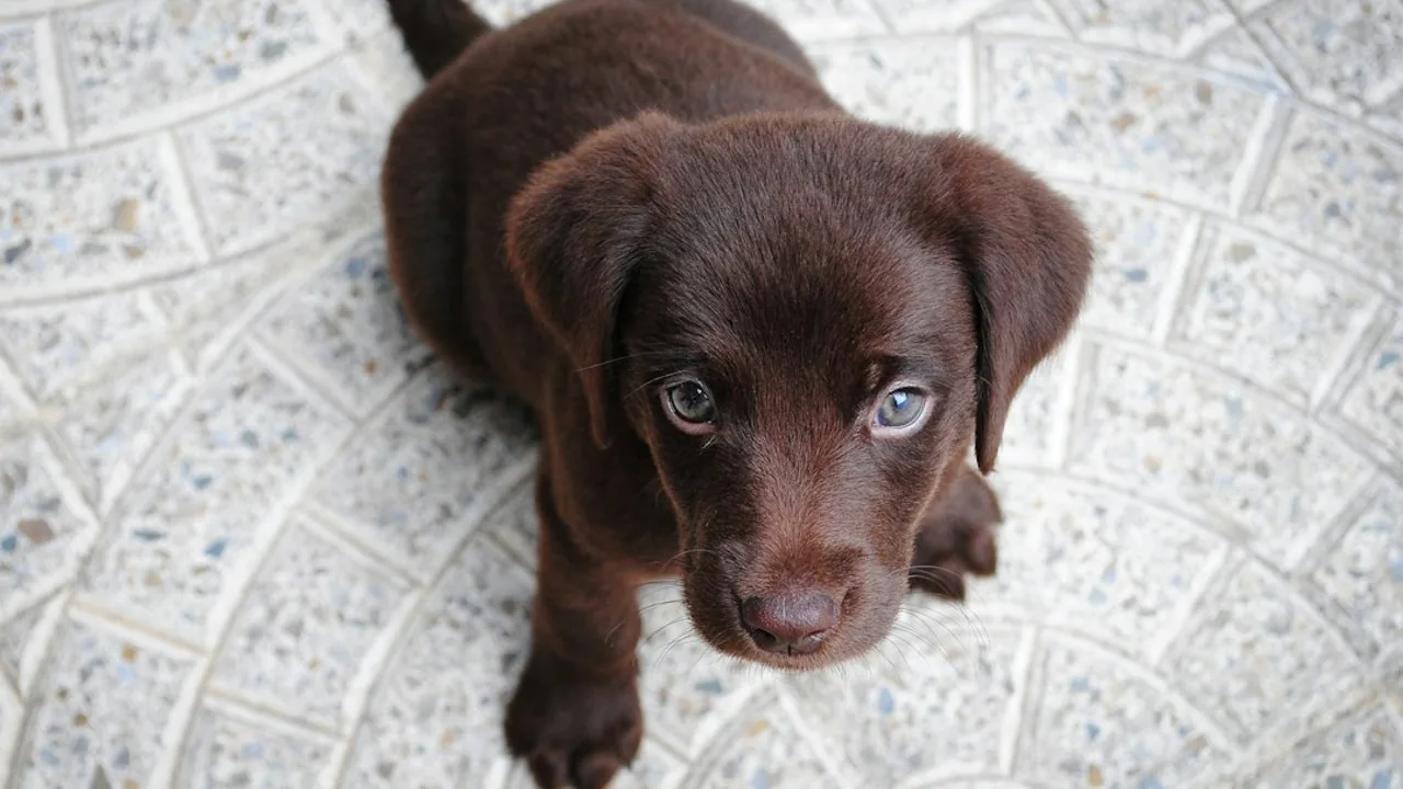 Fotografía ilustrativa de Labrador Retriever