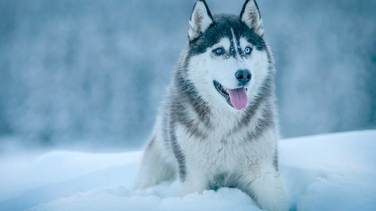Fotografía ilustrativa de Husky siberiano
