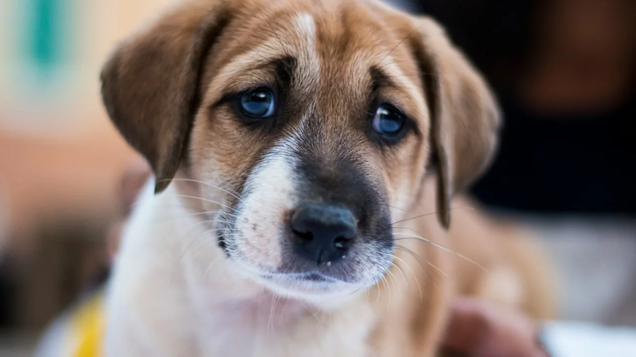 Fotografía ilustrativa de un perro