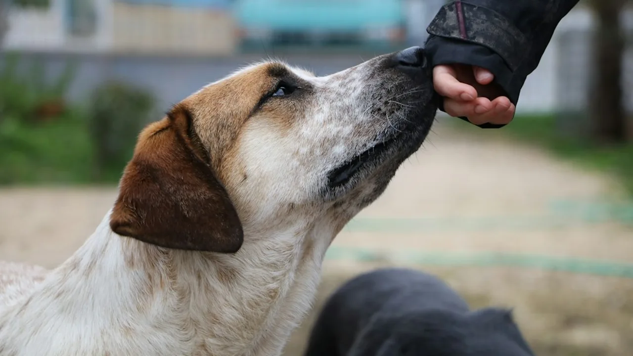Fotografía ilustrativa de un perro