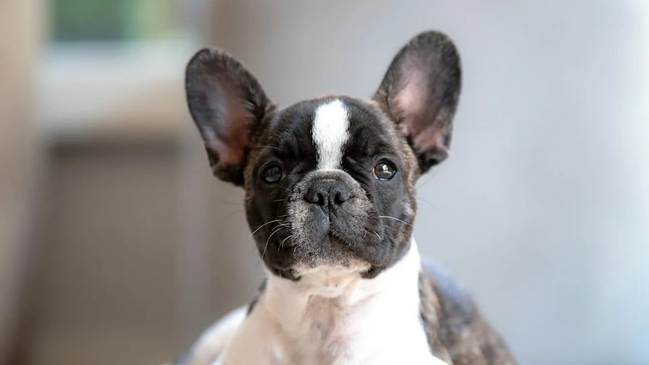 Fotografía ilustrativa de Bulldog francés