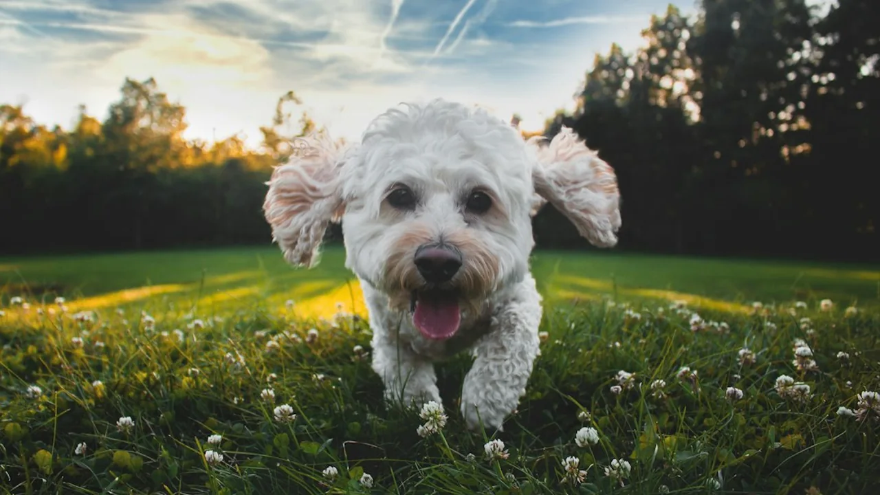 Fotografía ilustrativa de un perro