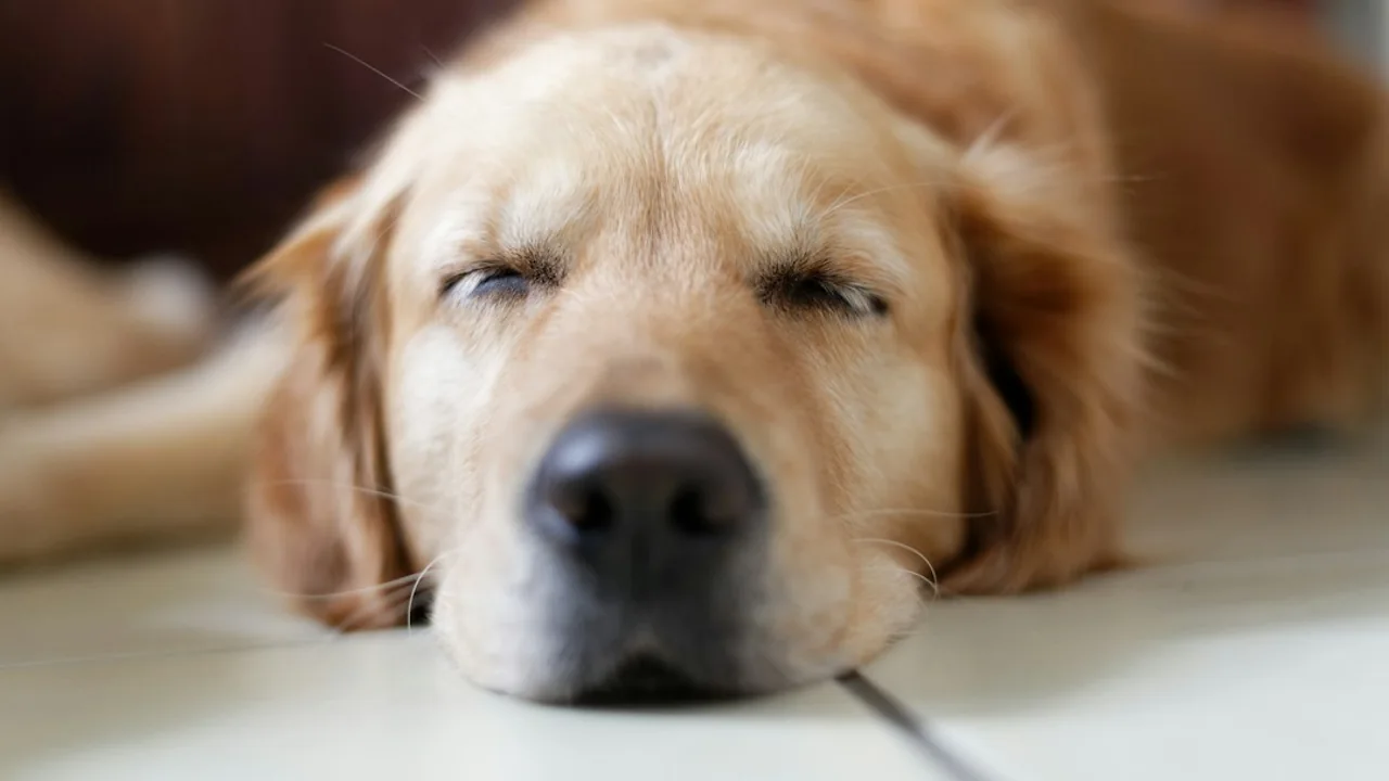 Fotografía ilustrativa de un perro