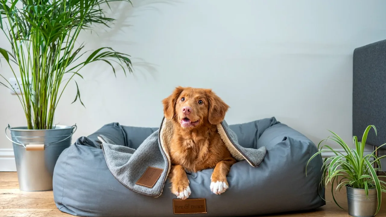 Fotografía ilustrativa de un perro