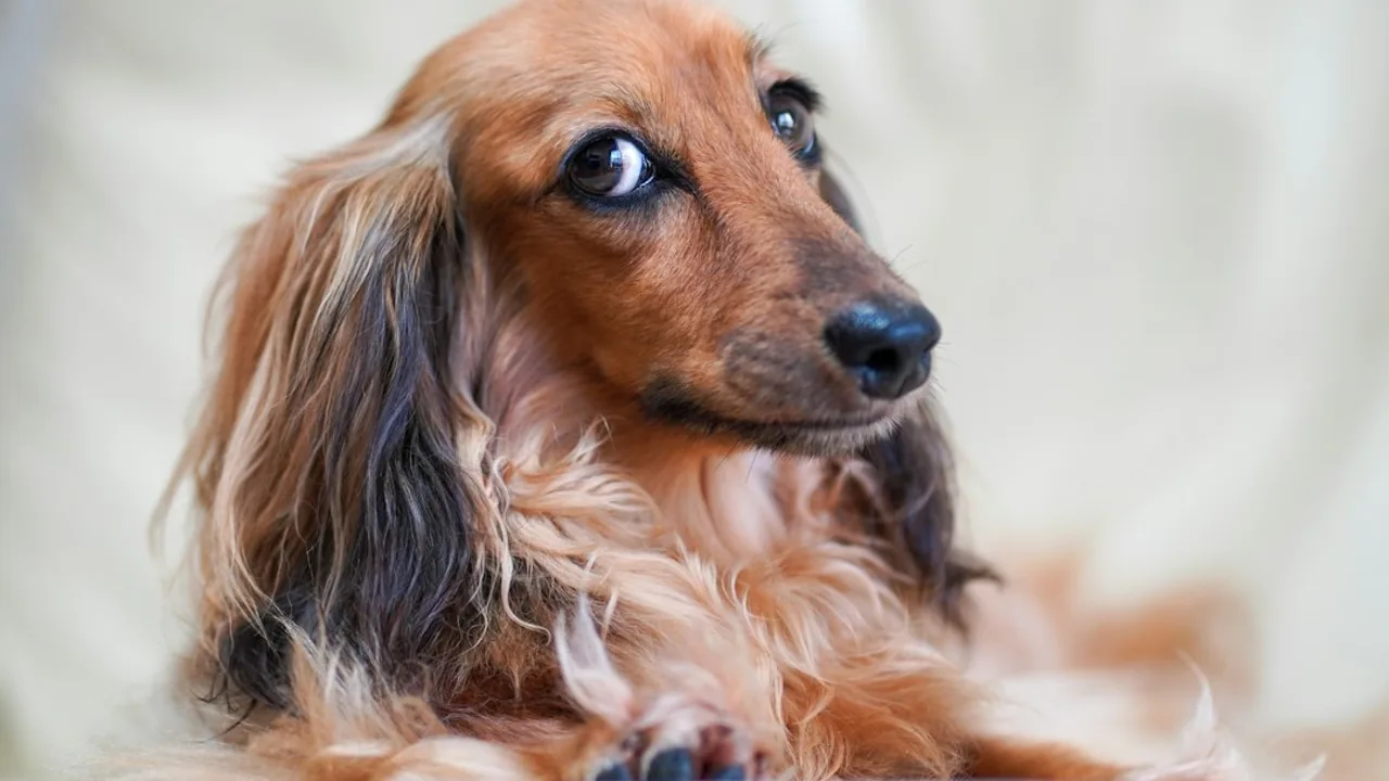 Fotografía ilustrativa de Dachshund o perro salchicha