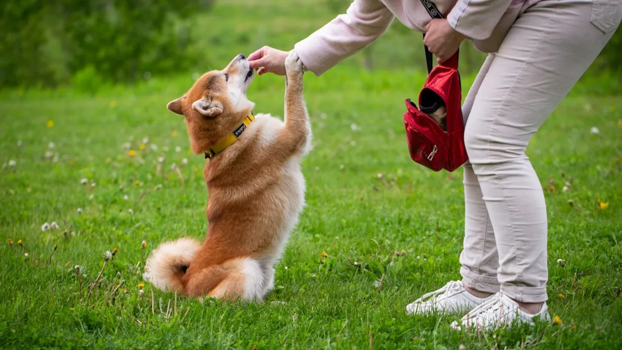 Fotografía ilustrativa de un perro
