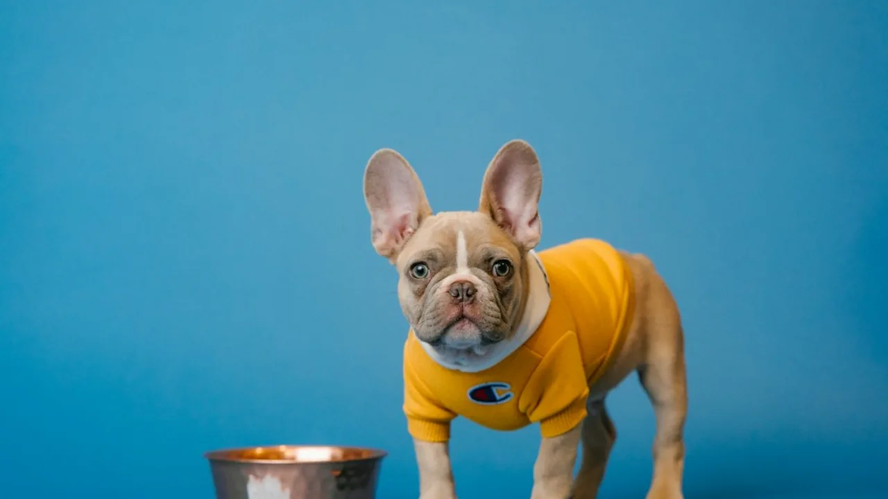 Fotografía ilustrativa de un perro