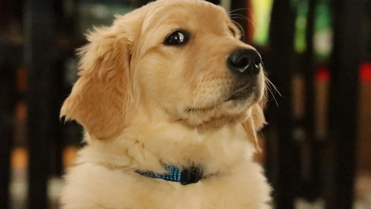 Fotografía ilustrativa de Golden Retriever