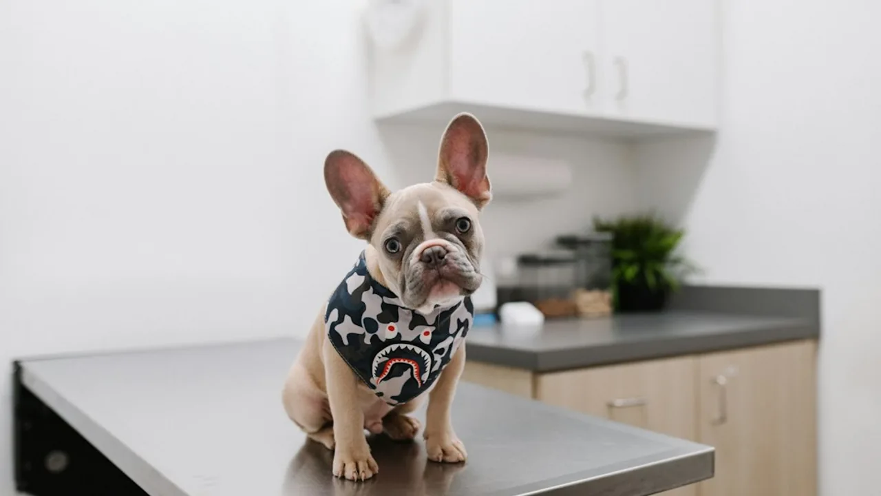 Fotografía ilustrativa de un perro