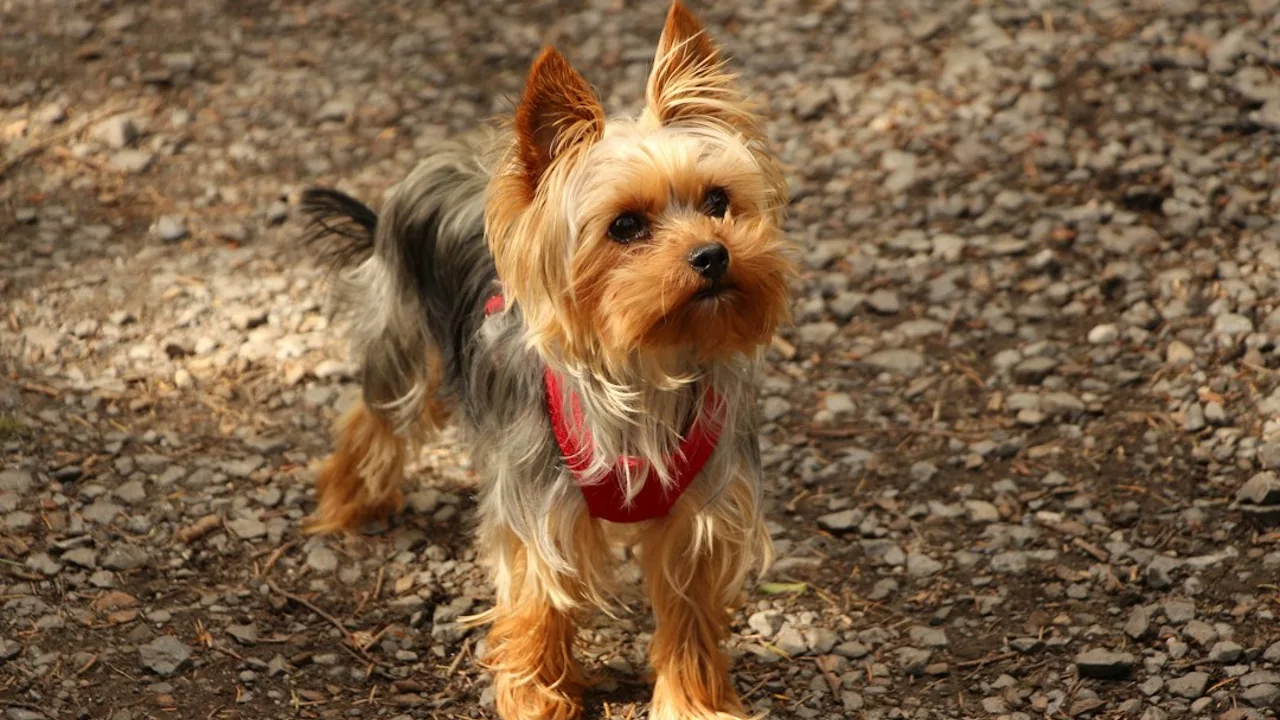 Fotografía ilustrativa de Yorkshire Terrier