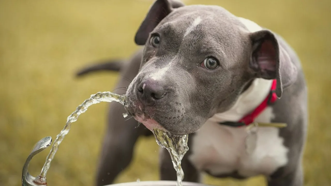 Fotografía ilustrativa de un perro